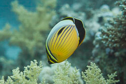 BD-150223-Sharm-6478-Chaetodon-austriacus.-Rüppell.-1836-[Blacktail-butterflyfish].jpg